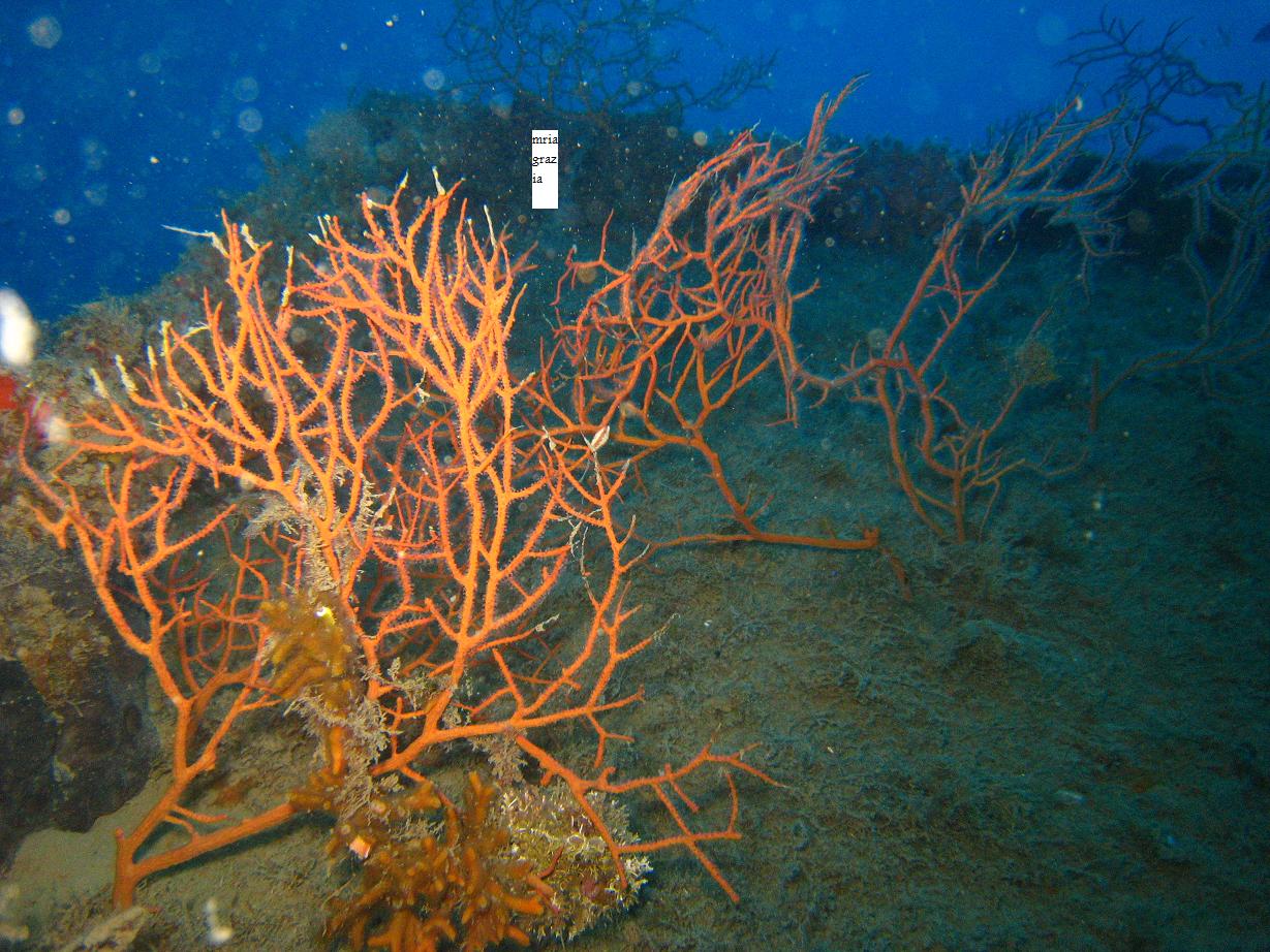 Leptogorgia sarmentosa